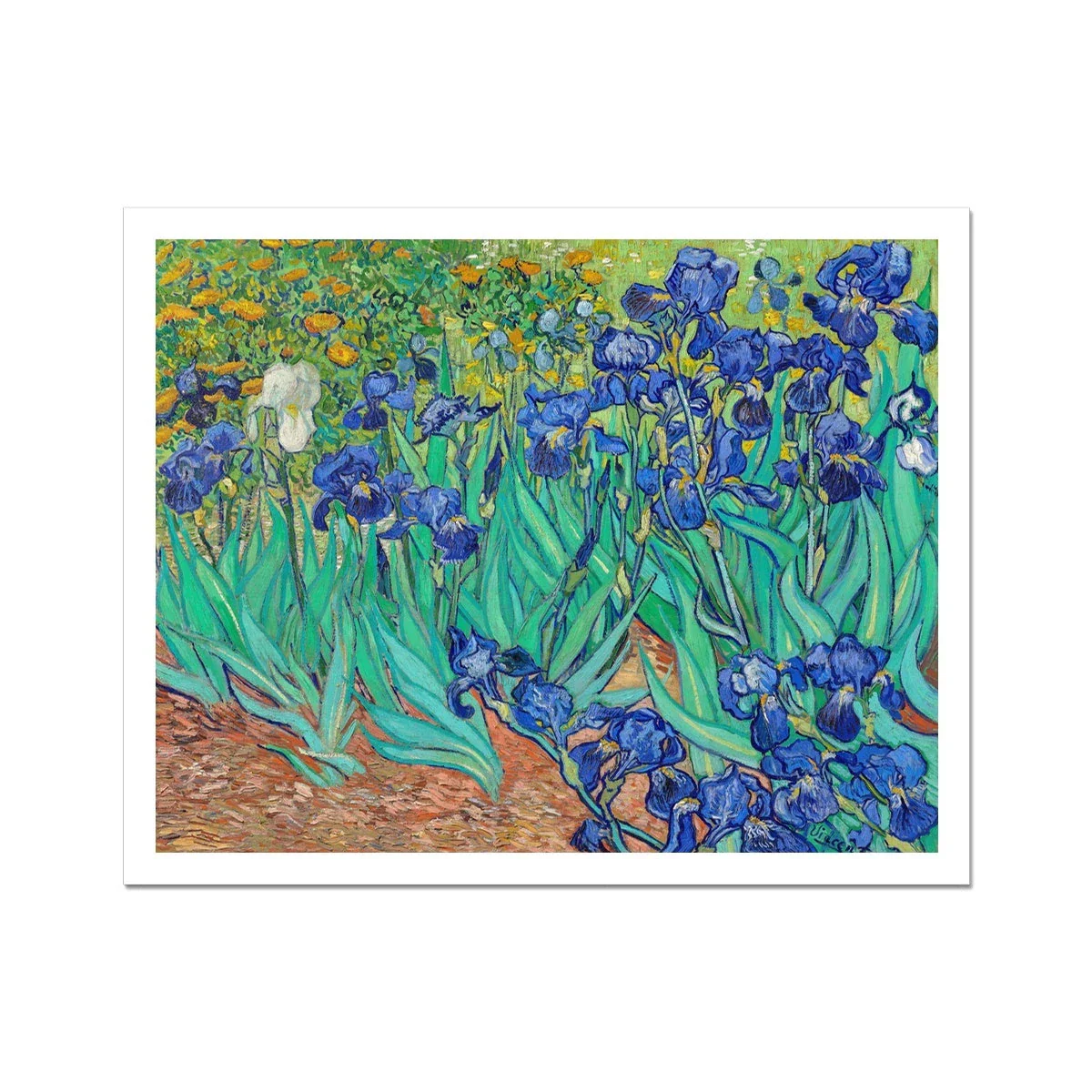 'Irises' by Vincent Van Gogh. Garden Flowers Open Edition Fine Art Print. Art Gallery Historic Art